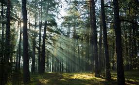 light