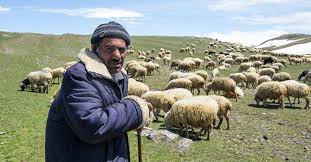 shepherd