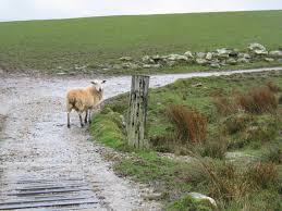 sheep